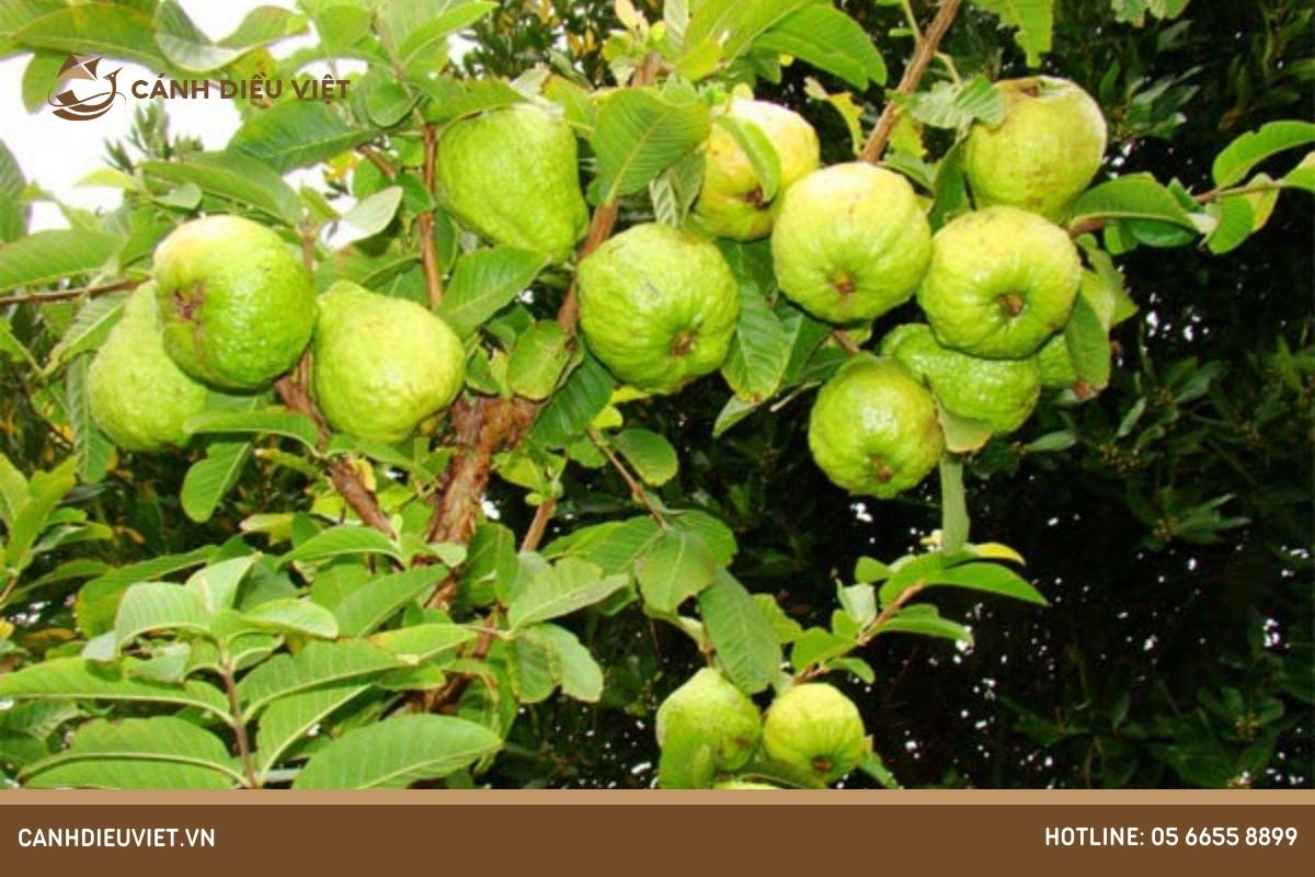 Cây ổi Đài Loan