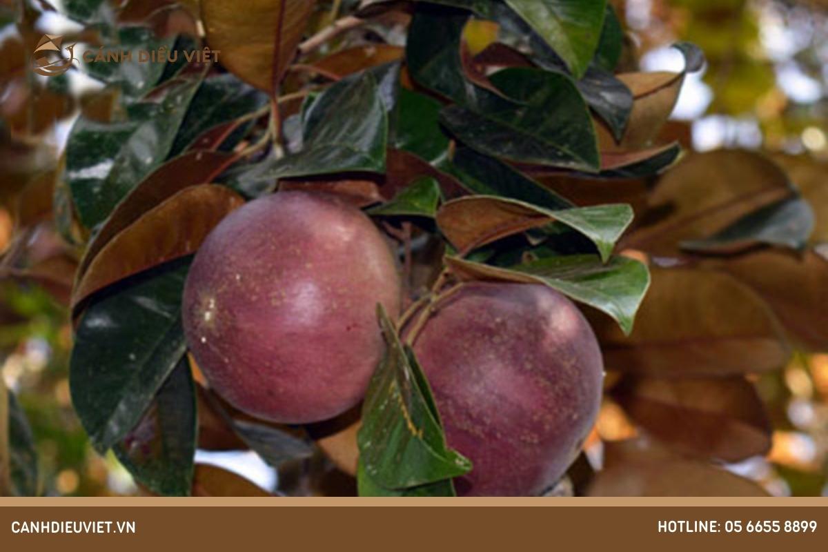 Cây vú sữa Bắc Thảo