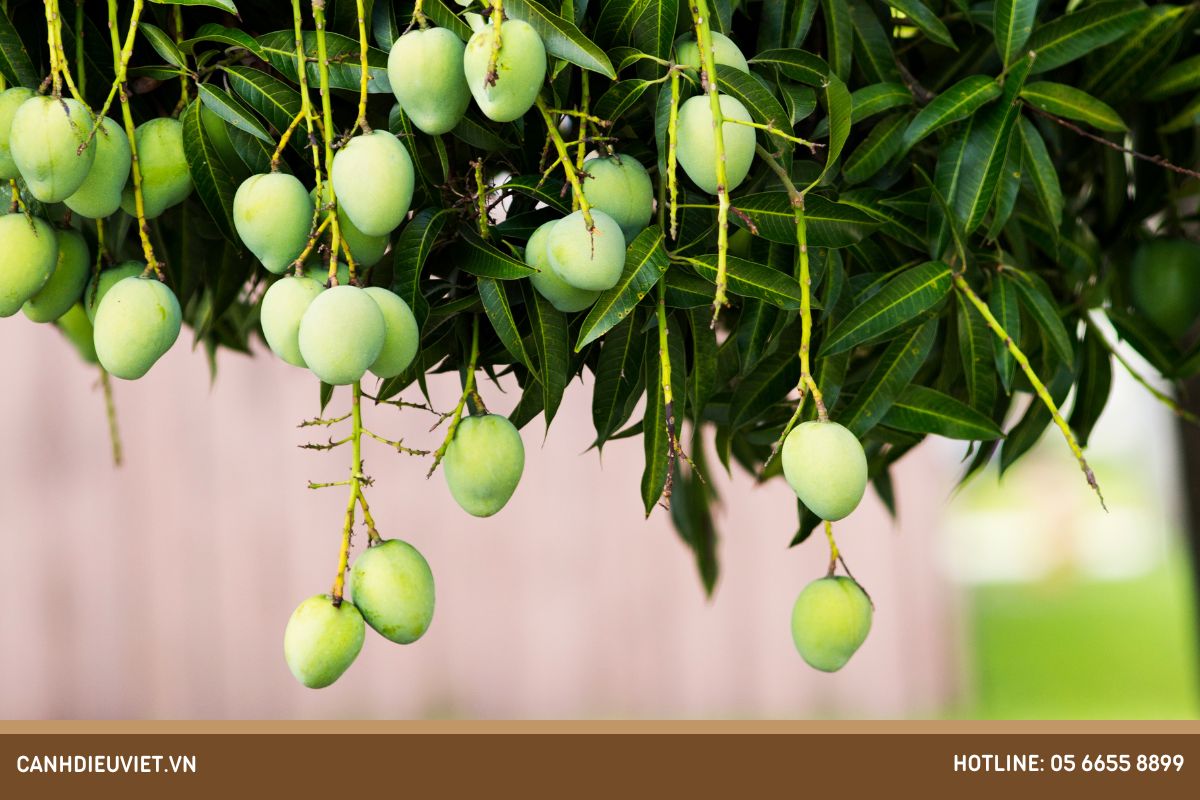 Cây xoài trồng bao lâu có trái? Điều kiện sinh trưởng của cây xoài 793 Cây xoài trồng bao lâu có trái_ Điều kiện sinh trưởng của cây xoài