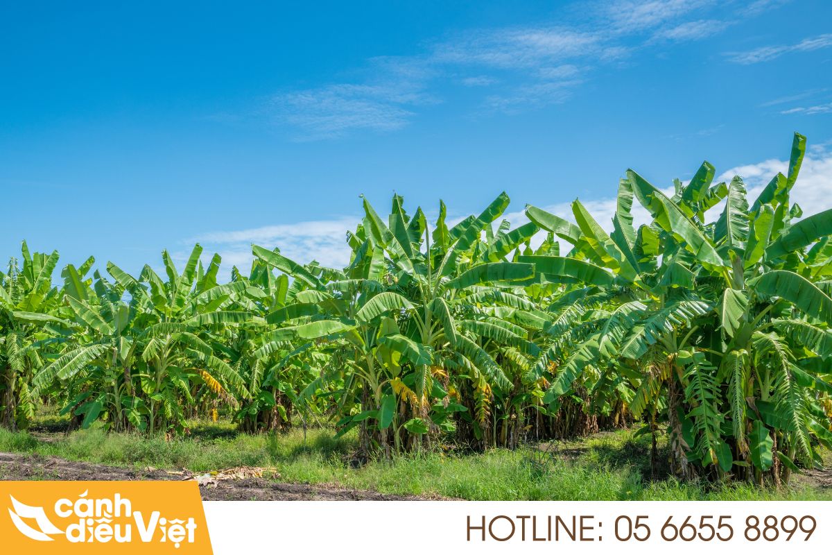 Chăm sóc cây chuối sau khi trồng