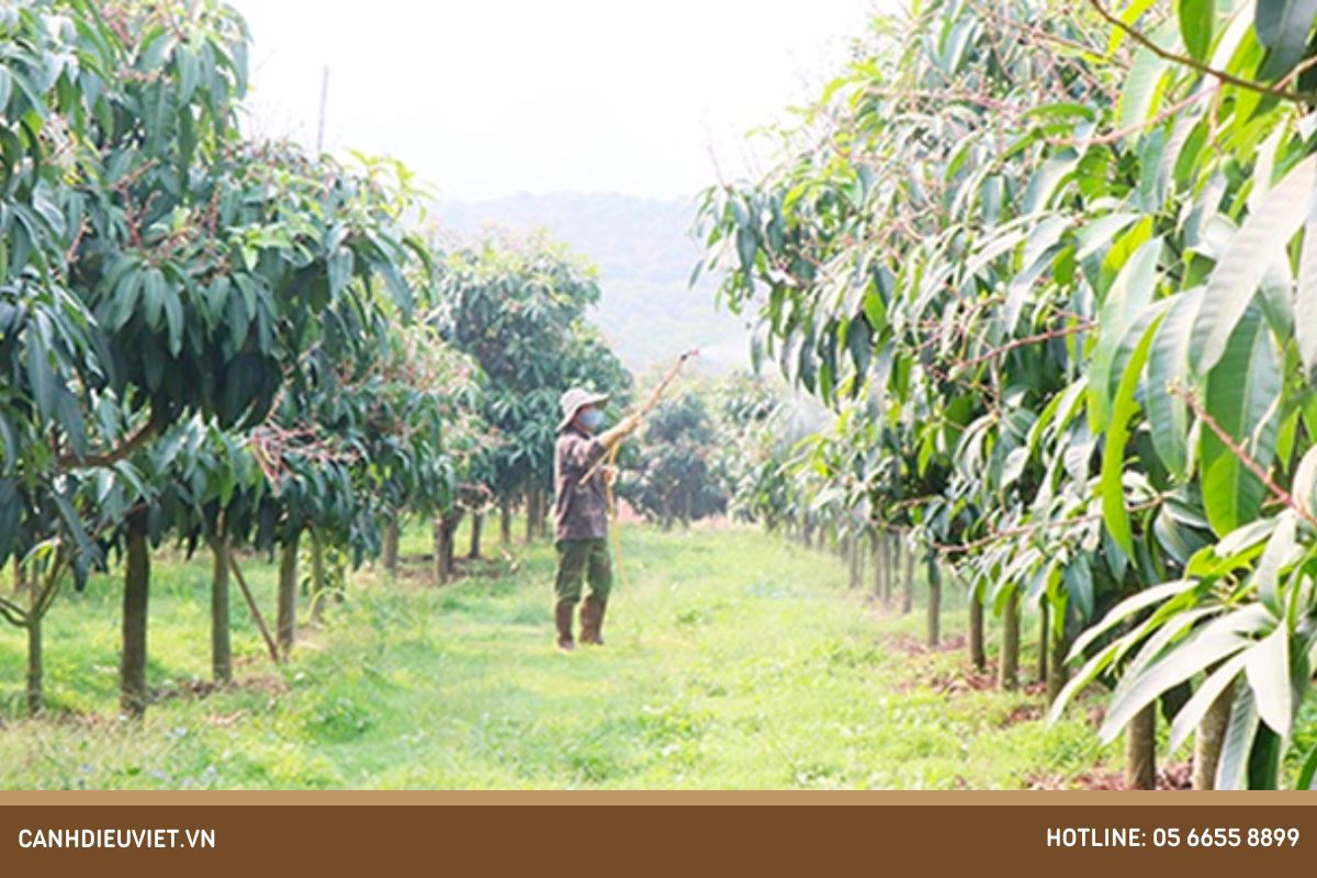 Chăm sóc cây xoài sau tỉa cành và biện pháp phòng trừ sâu bệnh