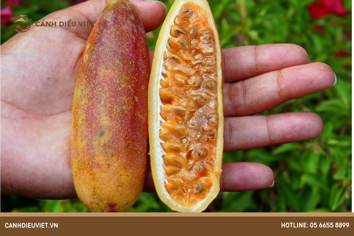 Chanh dây Chuối: nguồn gốc, công dụng và cách trồng 328 Chanh dây chuối