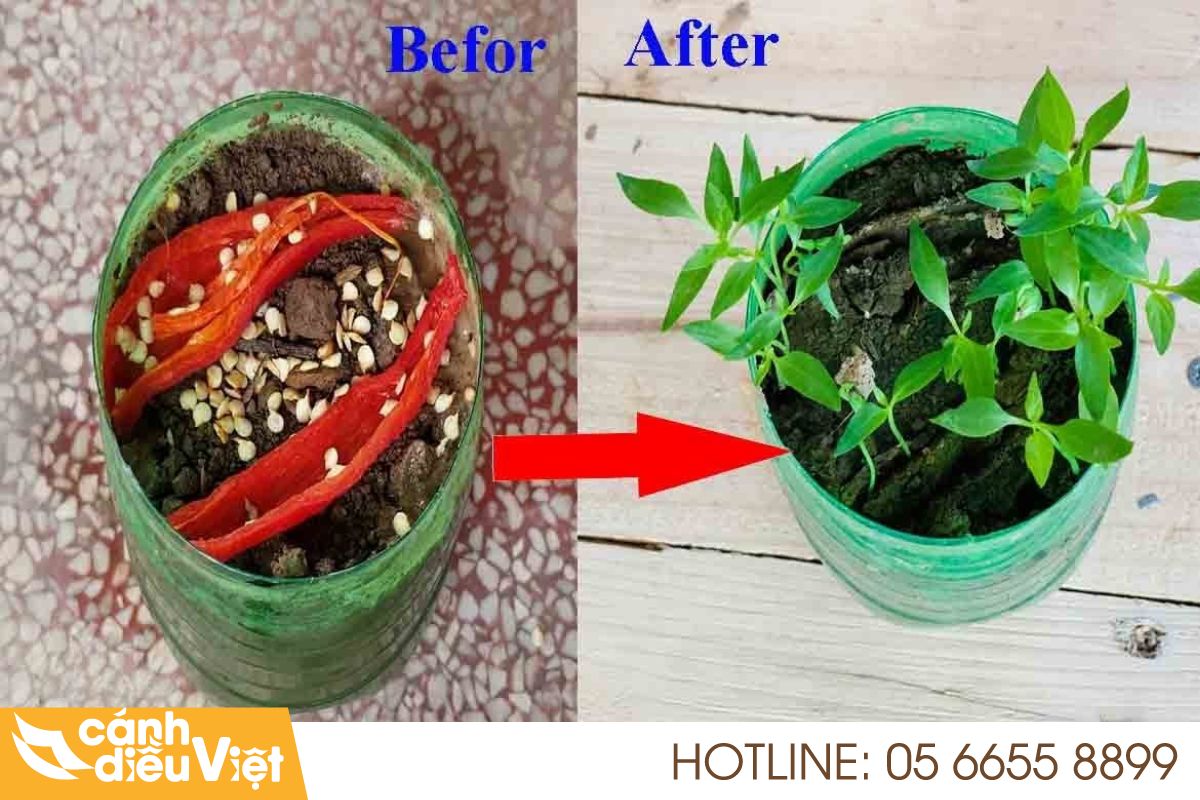 Chuẩn bị đất và dụng cụ trồng ớt