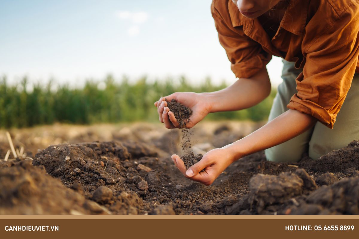 Cách trồng cây mãng cầu xiêm bằng hạt cho ra quả năng suất cao 6 Cách trồng cây mãng cầu bằng hạt cho năng suất cao