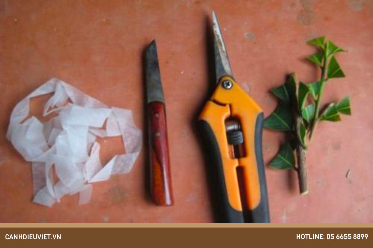 Cách chiết cành mít đúng kỹ thuật, cho ra rễ nhiều nhất 4 Chuẩn bị dụng cụ chiết