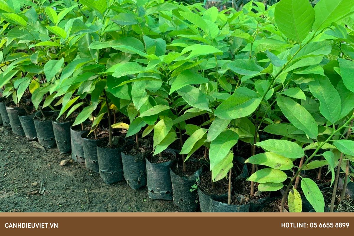 Kỹ thuật trồng mãng cầu Đài Loan