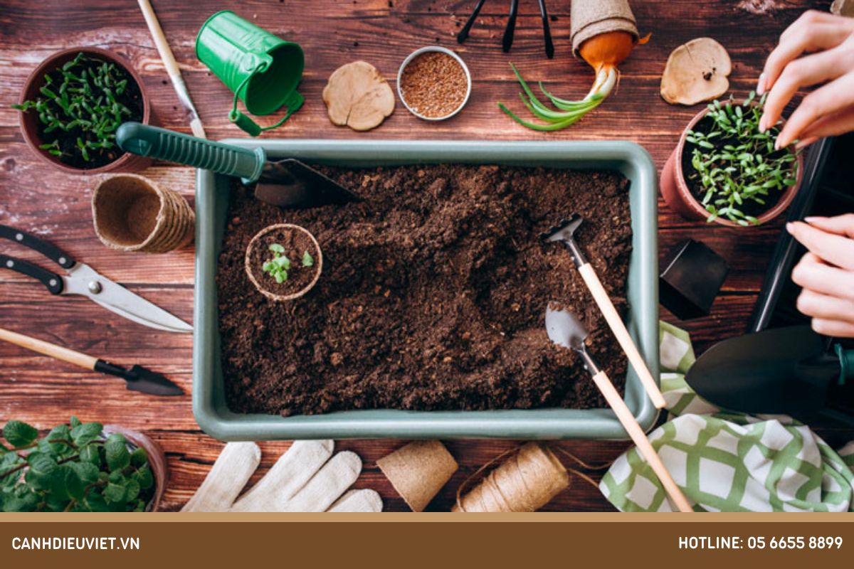 Cách ươm hạt mãng cầu na đơn giản nhưng hiệu quả