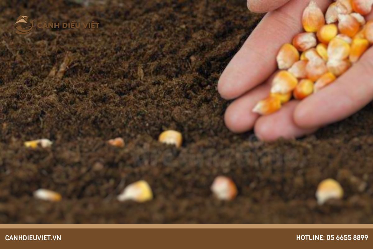 Chuẩn bị ươm giống