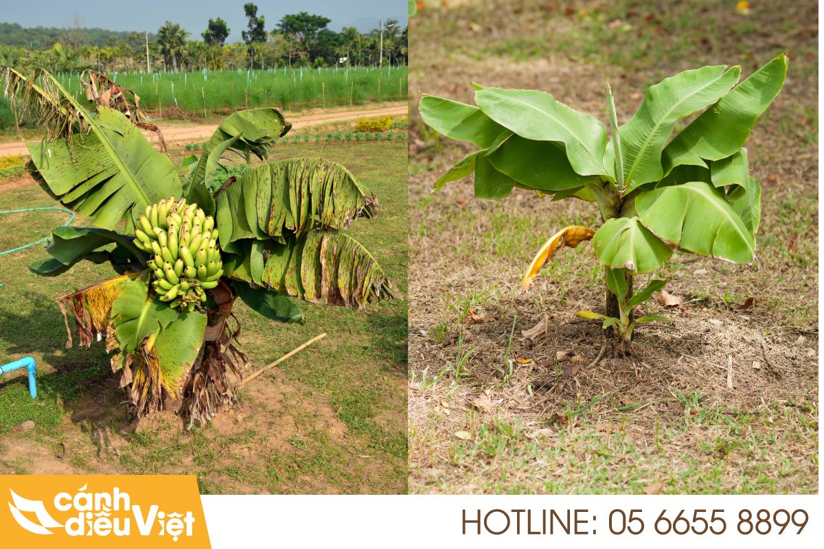 Chuối Lùn: Nguồn Gốc, Cách Trồng Và Chăm Sóc Hiệu Quả 219 Chuối Lùn