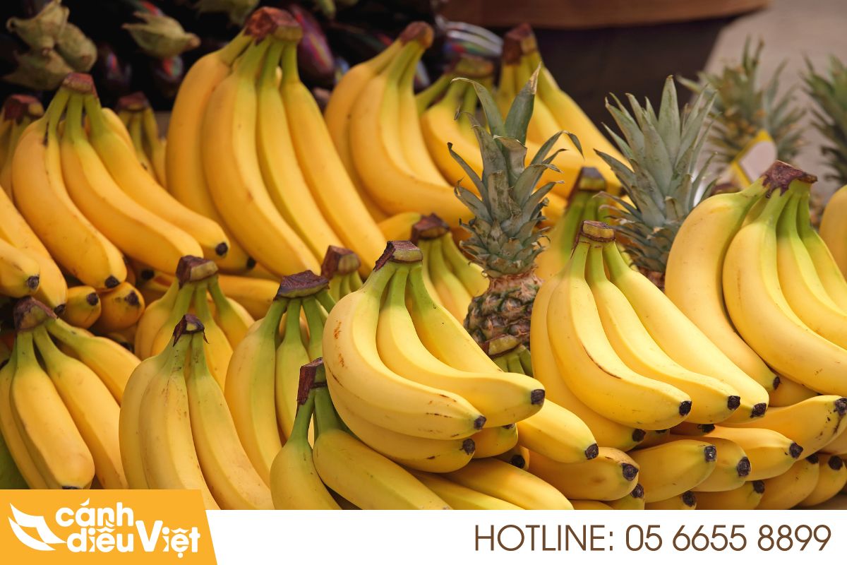 Chuối Nam Phi: Nguồn gốc, Cách Trồng Và Chăm Sóc Hiệu Quả 8 Chuối Nam Phi