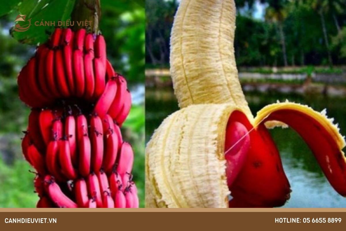 Chuối tiêu hồng