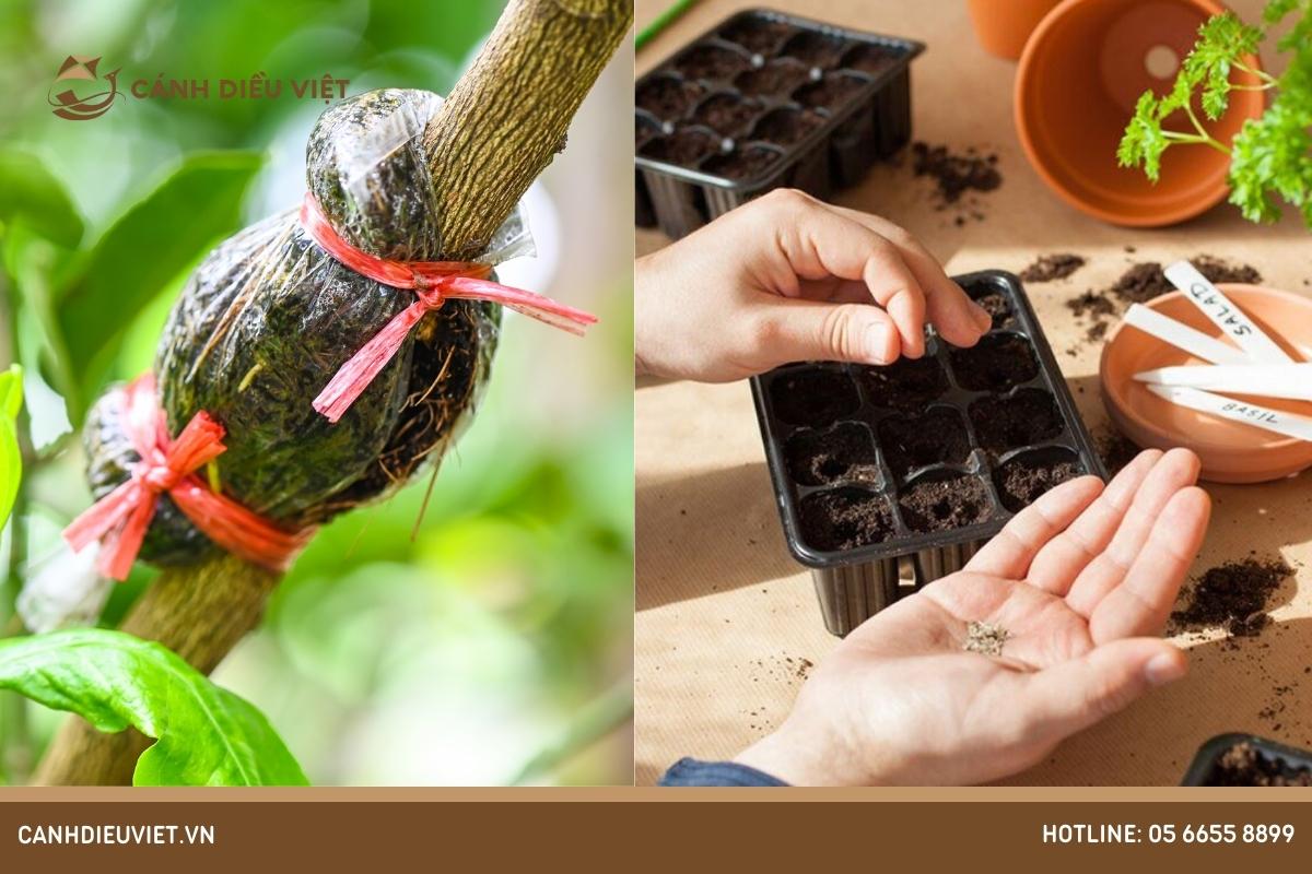 Có mấy phương pháp nhân giống cây ăn quả