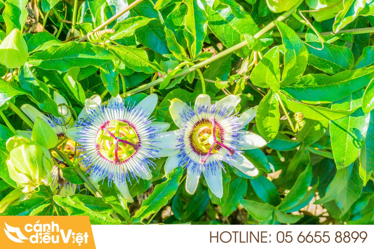 Hoa chanh dây: Cách kích thích ra hoa thụ phấn hiệu quả 8 Công dụng của hoa chanh dây