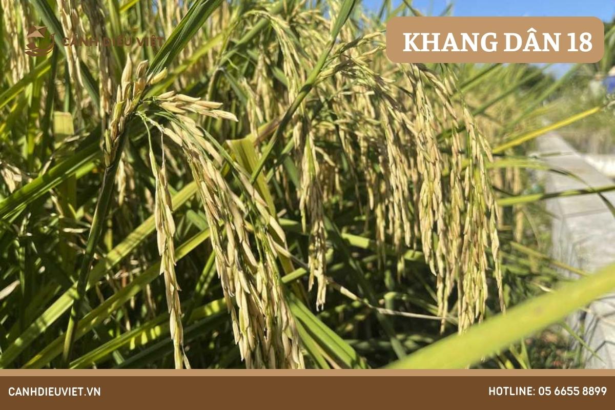 Đặc điểm của giống lúa Khang dân 18 1044 Đặc điểm của giống lúa Khang dân 18