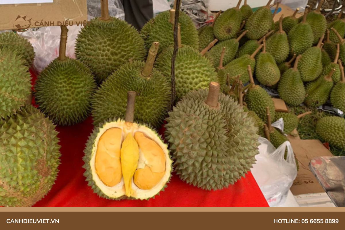 Giá sầu riêng Black Thorn (Gai đen) hiện tại là bao nhiêu? 4 Đặc điểm của sầu riêng black thorn