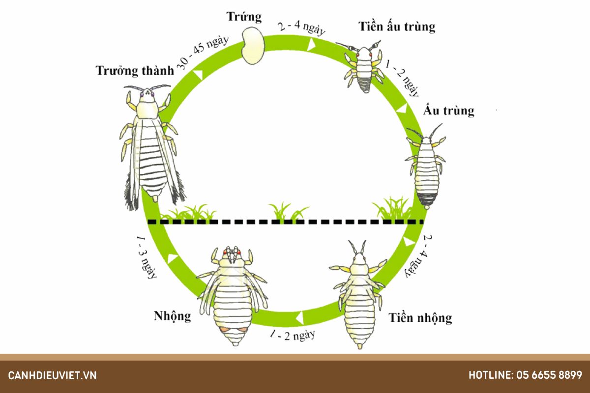 Đặc điểm hình thái của bọ trĩ