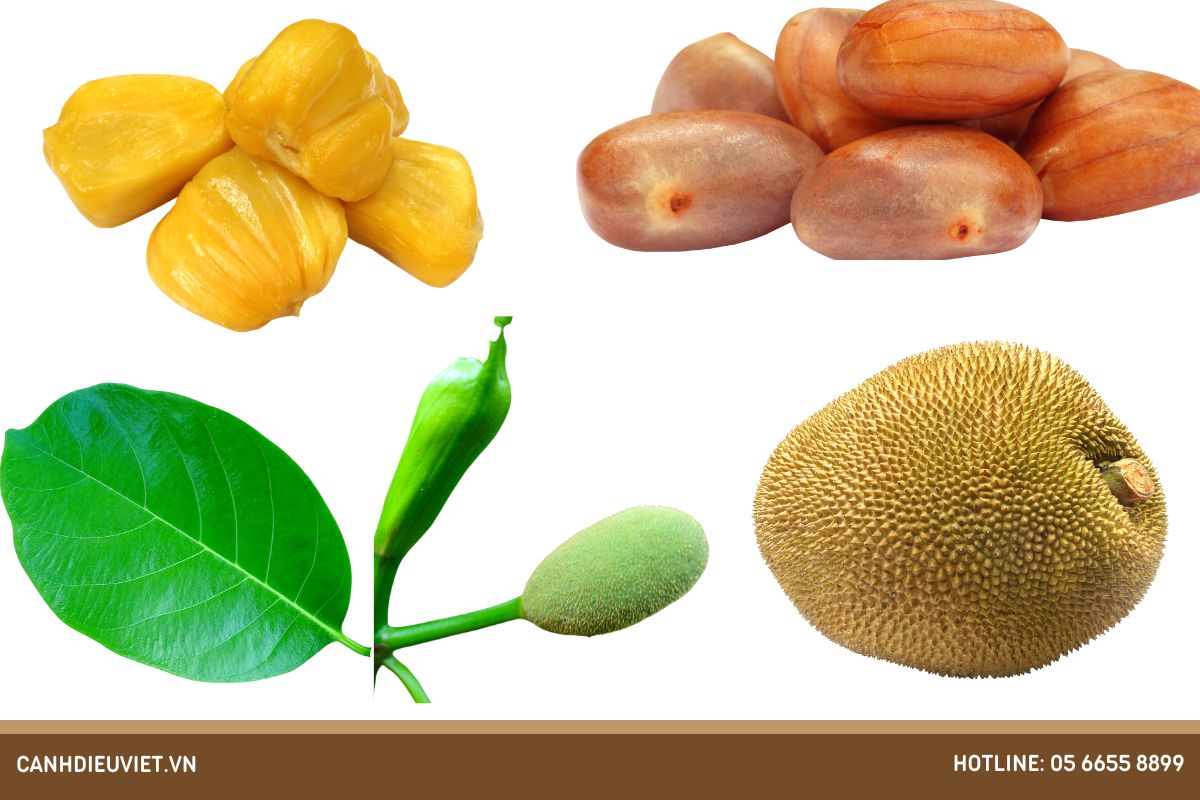 Đặc điểm hình thái của cây mít
