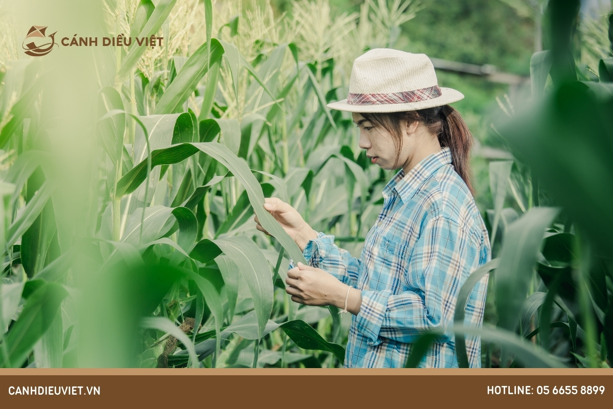 Các giai đoạn phát triển của cây ngô diễn ra như thế nào? 293 Đặc điểm hình thái và Các giai đoạn phát triển của cây ngô