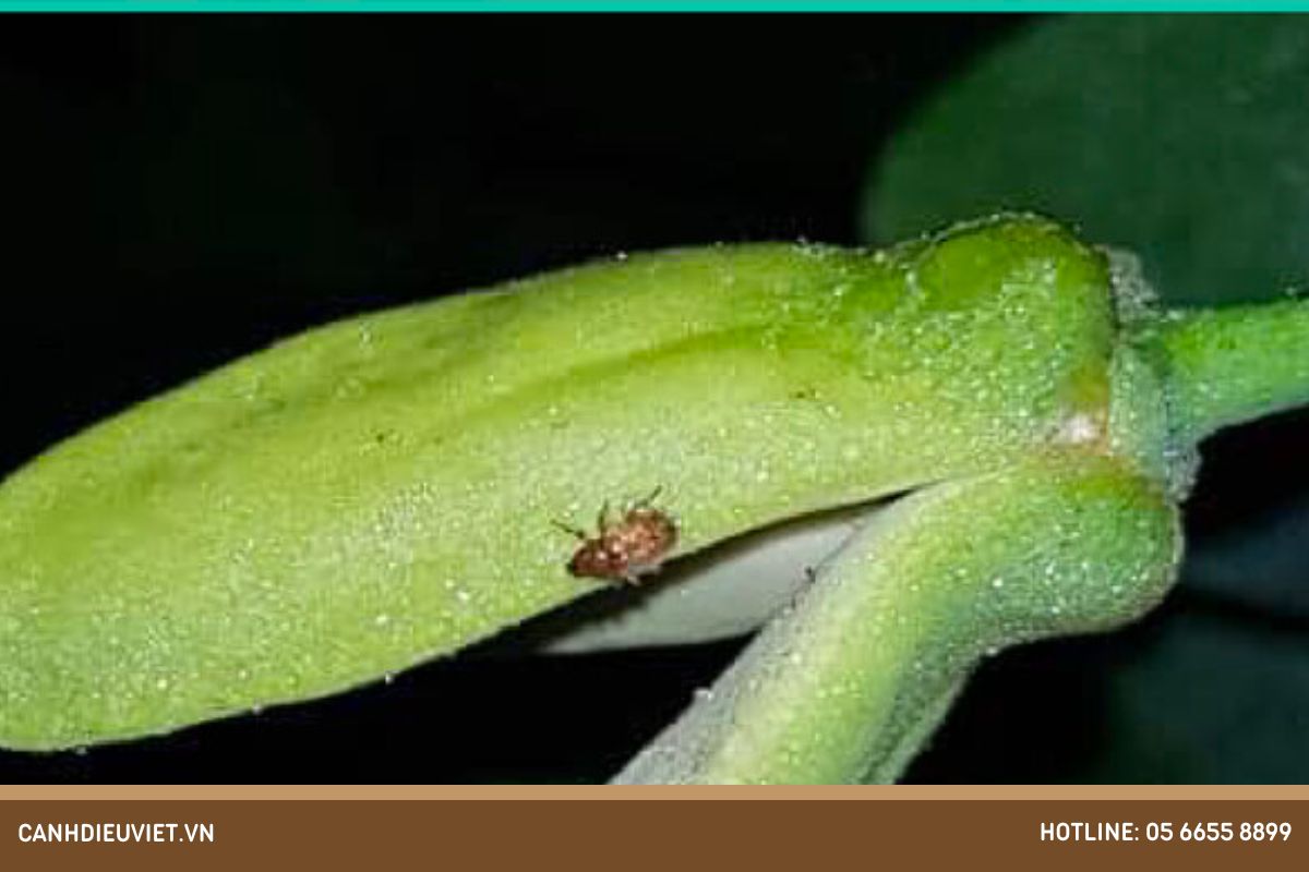 Cách phòng trừ loại bọ vòi voi hại mãng cầu na hiệu quả 5 Đặc điểm nhận biết bọ vòi voi hại mãng cầu na