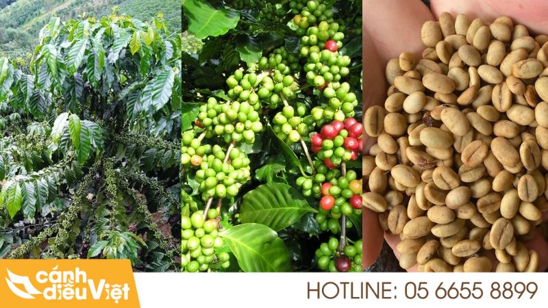 Giống Cà Phê Thiện Trường: Đặc Điểm, Cách Trồng & Chăm Sóc 6 Đặc điểm nhận diện giống cà phê Thiện Trường