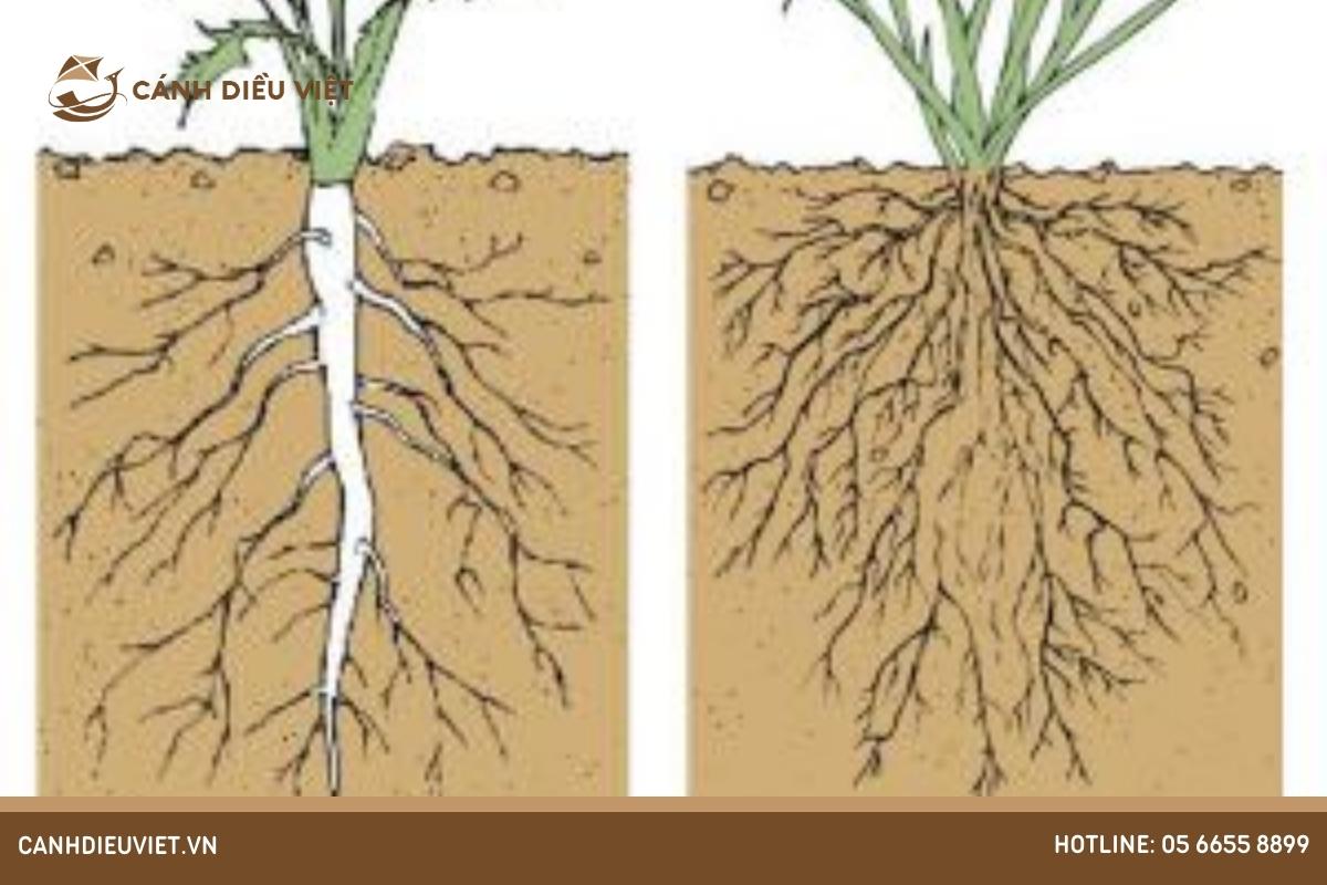 Đặc điểm rễ của cây ăn quả