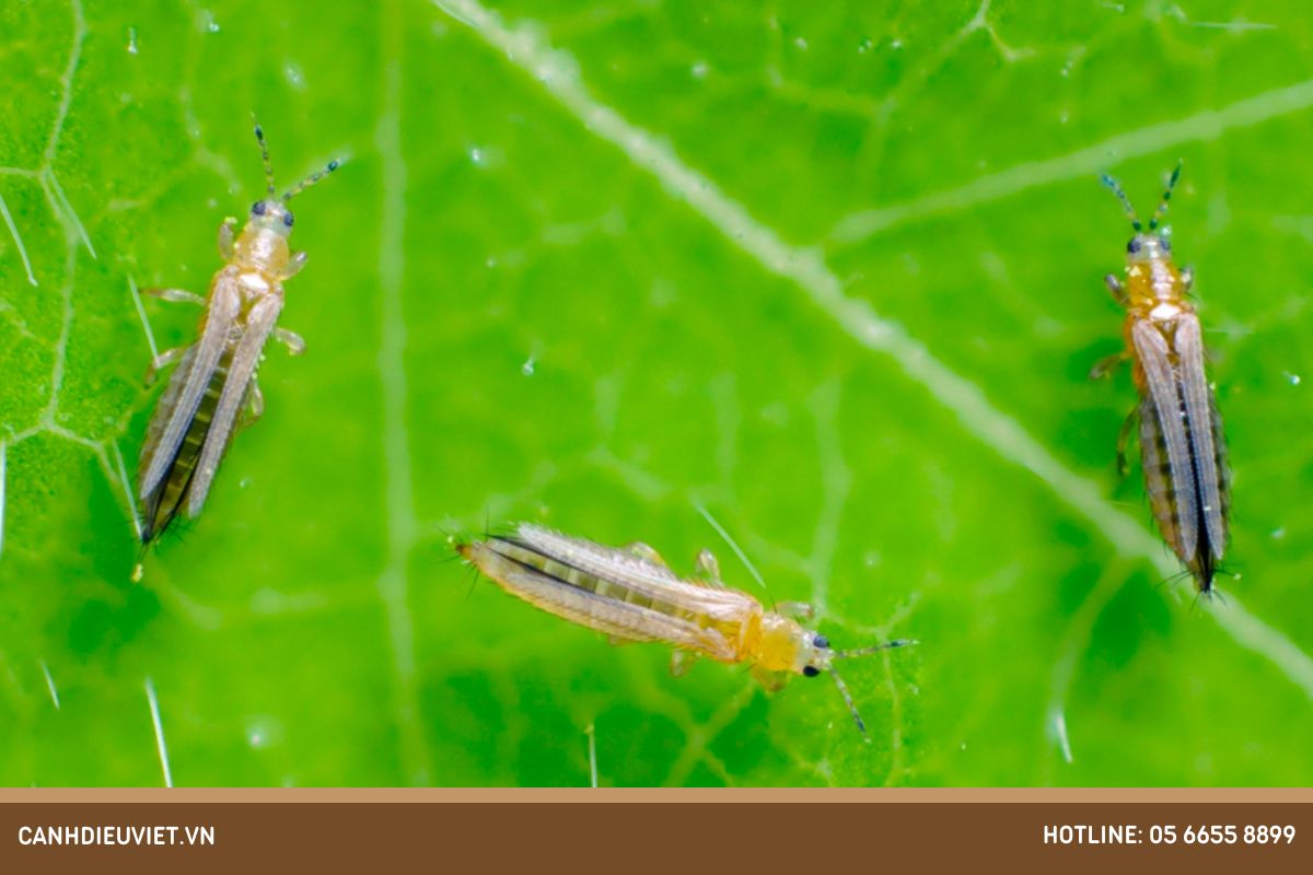 Đặc điểm sinh học của bọ trĩ