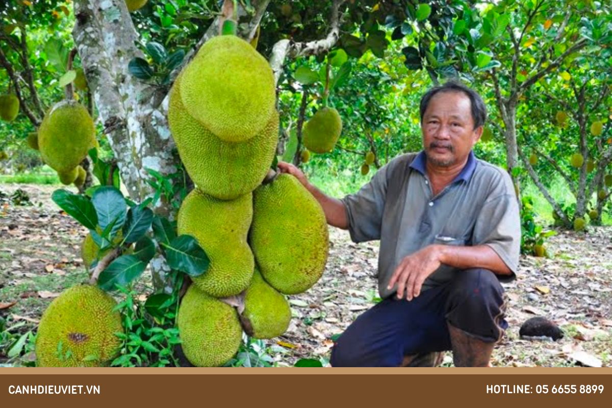 Đặc điểm sinh thái của cây mít