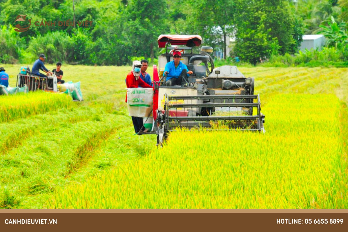 Đặc điểm sinh thái của cây lúa gạo tại Việt Nam 968 Dac diem sinh thai phu hop voi lua gao la gi