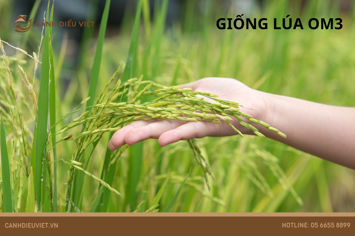 Đặc Tính Của Giống Lúa OM3 Và Kỹ Thuật Canh Tác 1006 Đặc tính của giống lúa OM3 & Kỹ thuật canh tác