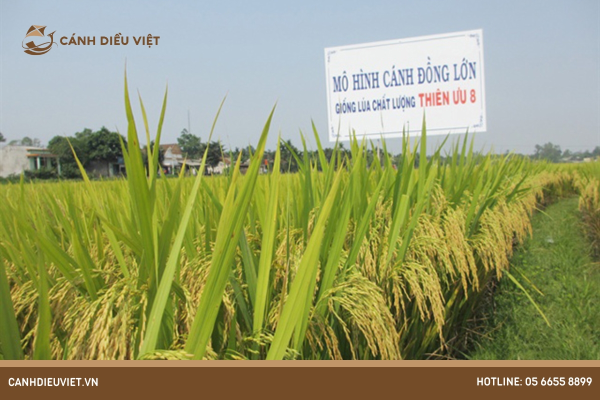 Giống lúa Thiên Ưu 8: Đặc Tính Gieo Trồng & Kỹ Thuật Canh Tác 8 Đặc tính của giống lúa Thiên Ưu 8
