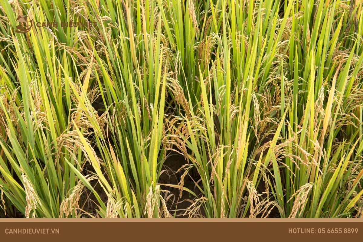 Đặc tính của giống lúa VD20