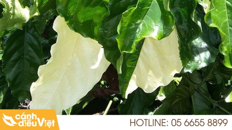 Bệnh Bạc Lá Trên Cây Cà Phê: Nguyên Nhân Và Cách Điều Trị 5 Dấu hiệu nhận biết bệnh bạc lá trên cây cà phê
