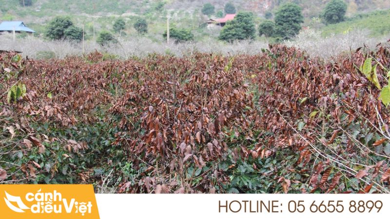 Bệnh Cháy Lá Trên Cà Phê: Nguyên nhân, dấu hiệu & cách trừ 4 Dấu hiệu nhận biết bệnh cháy lá cà phê