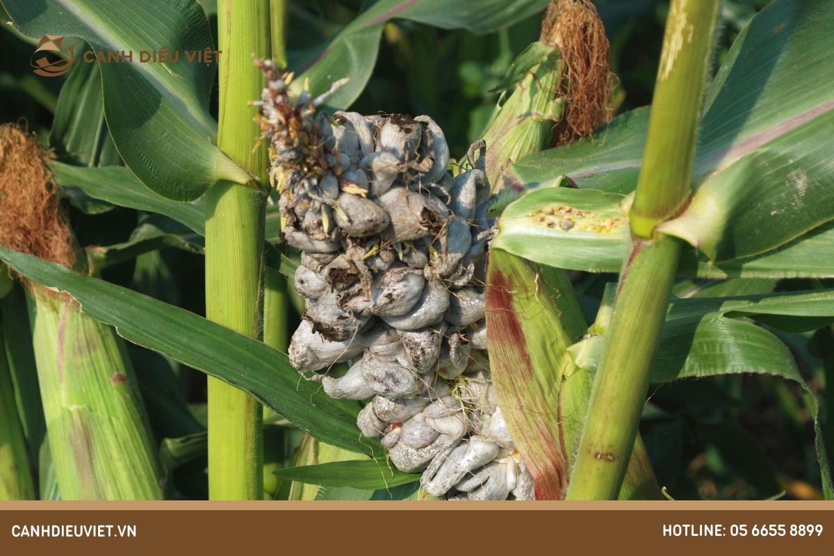 Bệnh ung thư ngô: Nguyên Nhân Và Cách Phòng Trị Triệt Để 6 Dấu hiệu nhận biết bệnh ung thư ngô