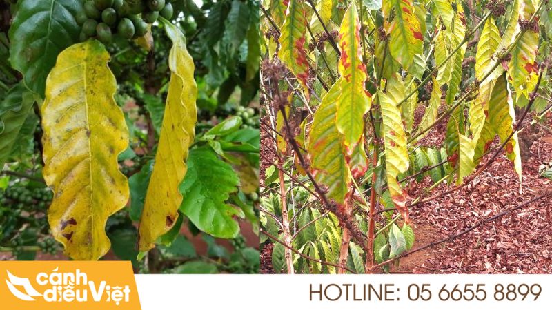 Cách Nhận Biết & Phòng Trừ Bệnh Vàng Lá Trên Cà Phê Hiệu Quả Nhất 4 Dấu hiệu nhận biết bệnh vàng lá trên cà phê