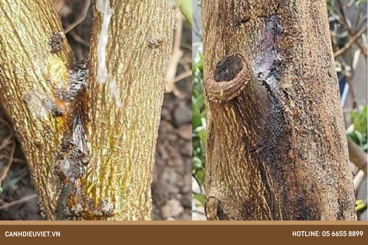 Dấu hiệu nhận biết bệnh xì mủ trên cây mít