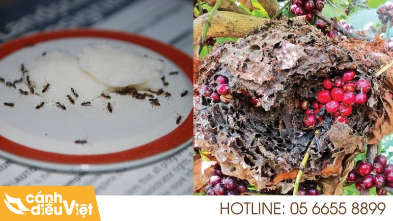 8 cách diệt kiến đen trên cây cà phê đơn giản, hiệu quả nhất 6 Diệt kiến đen bằng hàn the và đường