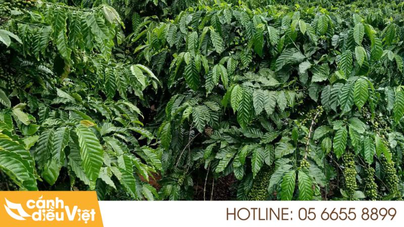Kỹ Thuật Trồng Cà Phê Tr4 Cho Năng Suất Và Chất Lượng Cao 6 Điều kiện lý tưởng cho trồng cây cà phê TR4