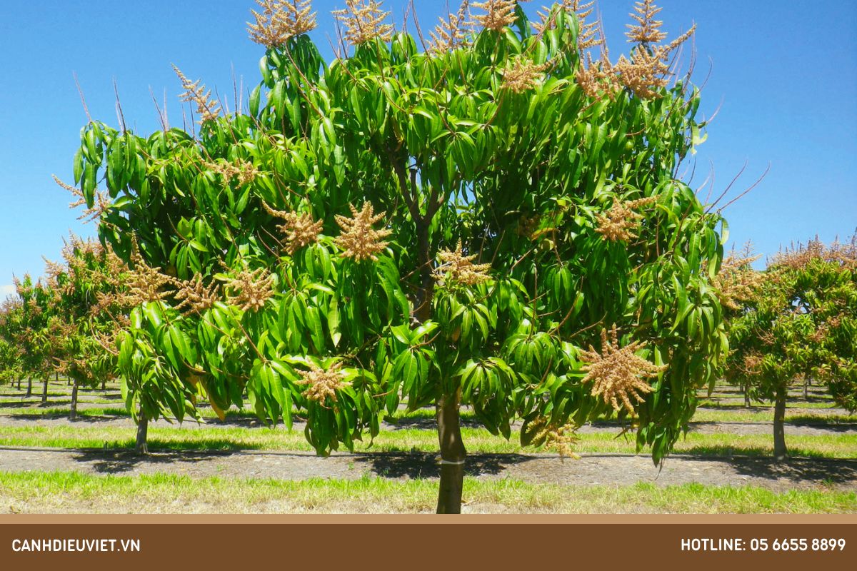 Cây xoài trồng bao lâu có trái