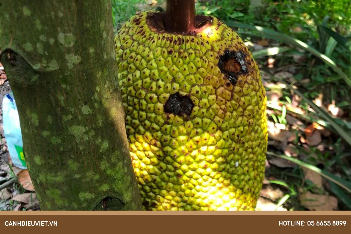 Nguyên nhân cây mít bị vàng lá và cách điều trị tận gốc 9 Do con trung gay hai