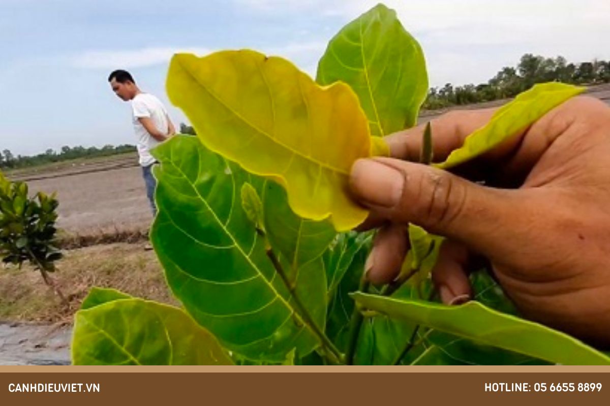 Nguyên nhân cây mít bị vàng lá và cách điều trị tận gốc 8 Do thiếu chất