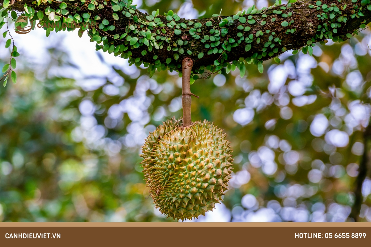 Mùa sầu riêng bắt đầu từ tháng mấy? Làm thế nào để nhận biết? 11 Dựa vào quả bói chín trên cây