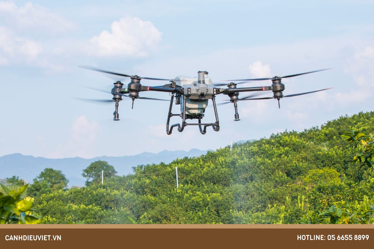 Chanh dây có cây đực cây cái không? Cách trồng hiệu quả 8 Dung may bay phun thuoc diet tru sau benh hai