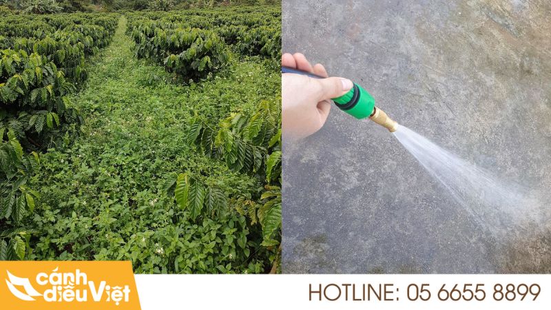 8 cách diệt kiến đen trên cây cà phê đơn giản, hiệu quả nhất 9 Dùng vòi nước áp lực cao