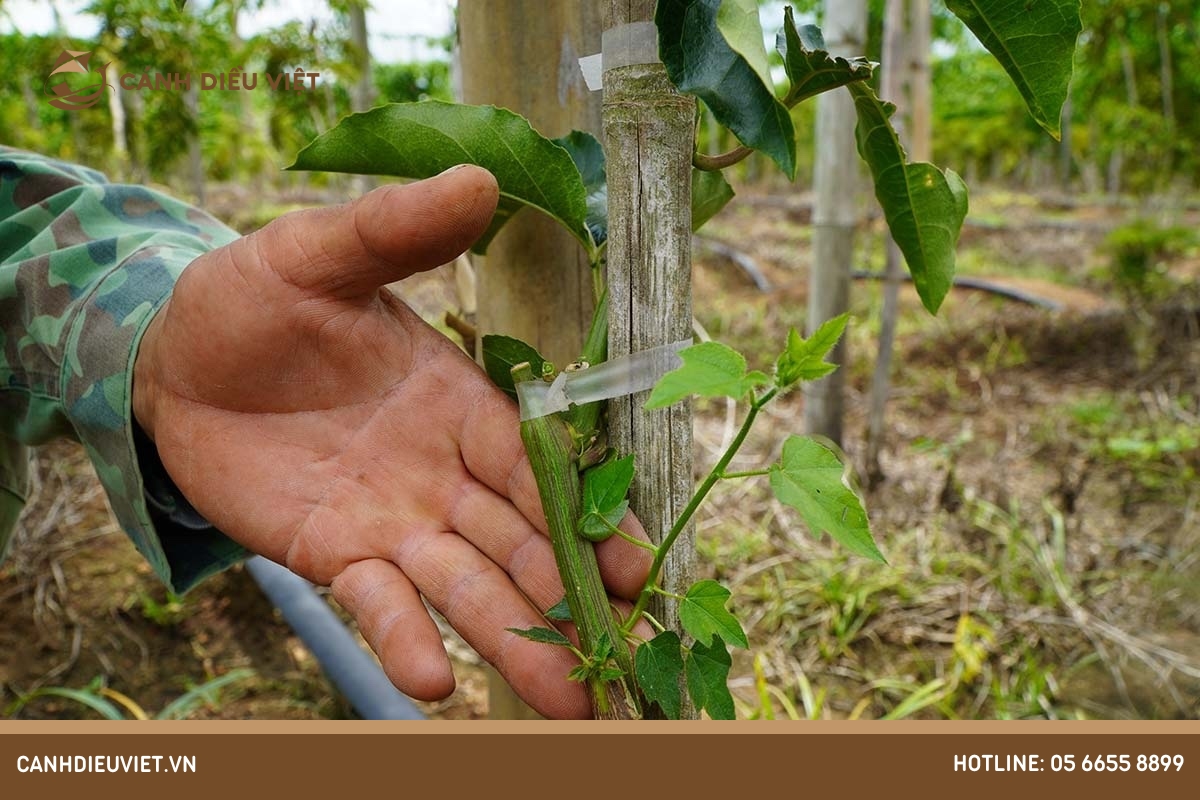 Cách ghép chanh dây: Hướng dẫn kỹ thuật cơ bản 7 Ghép cành là gì