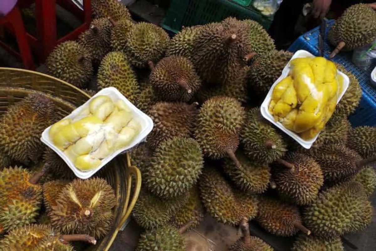 Cập Nhật Giá Sầu Riêng Kampot Chính Xác Nhất 919 Gia sau rieng Kampot hom nay