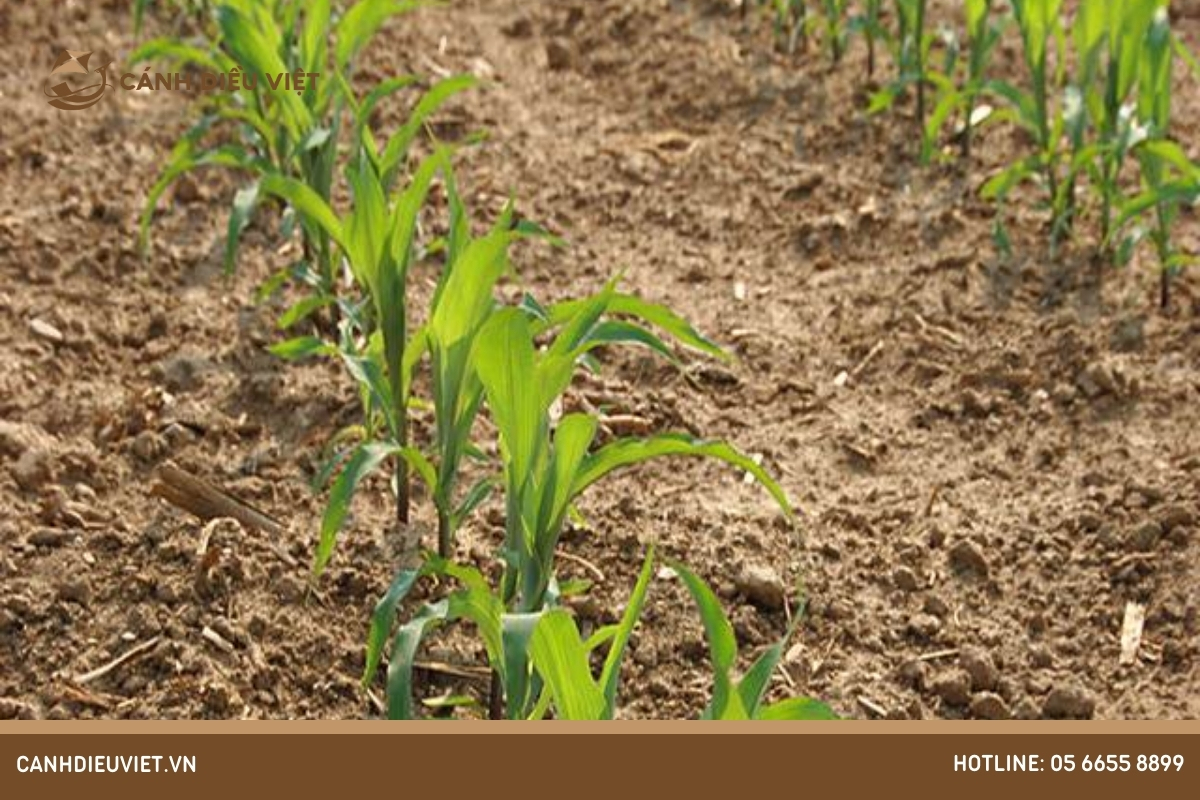 Giai đoạn ngô 3 – 4 lá