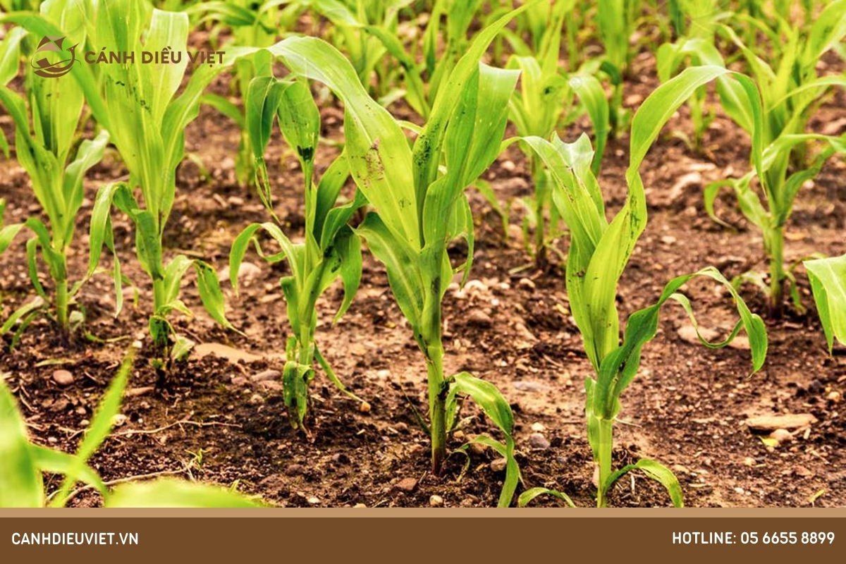Giai đoạn ngô 7 – 8 lá