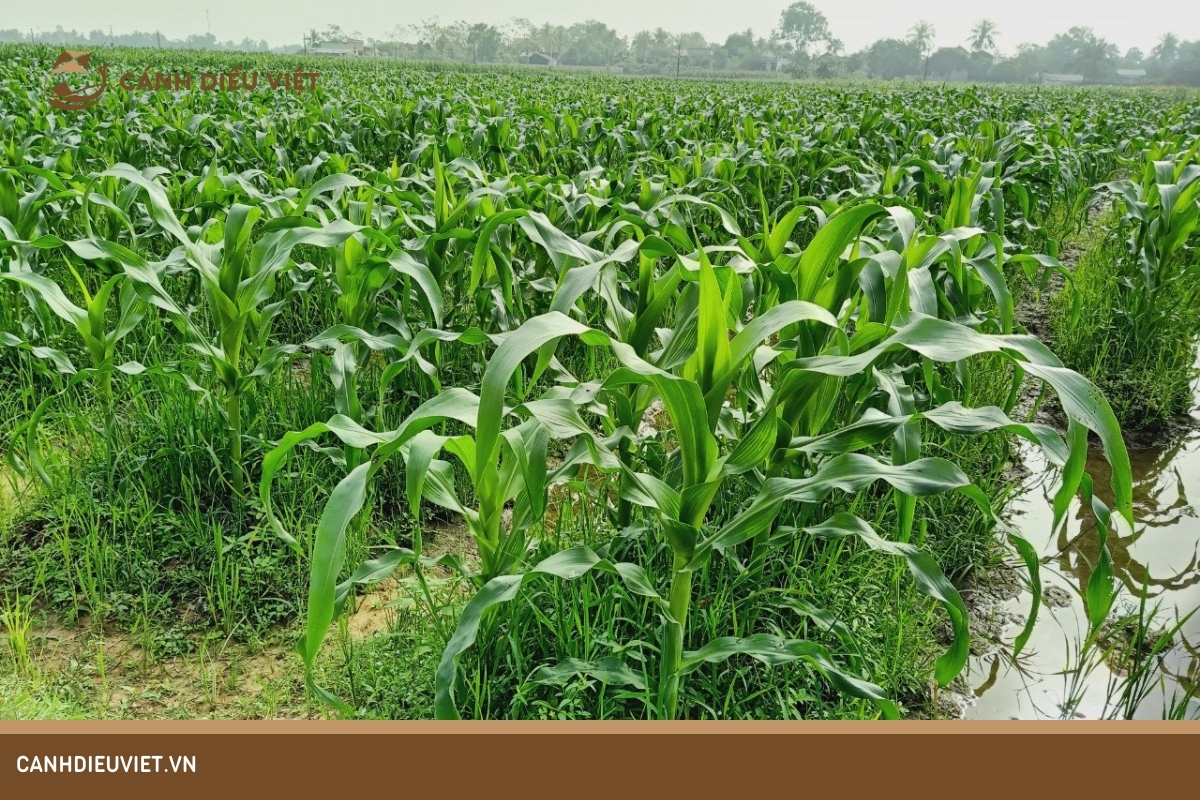 Giai đoạn ngô xoáy nõn