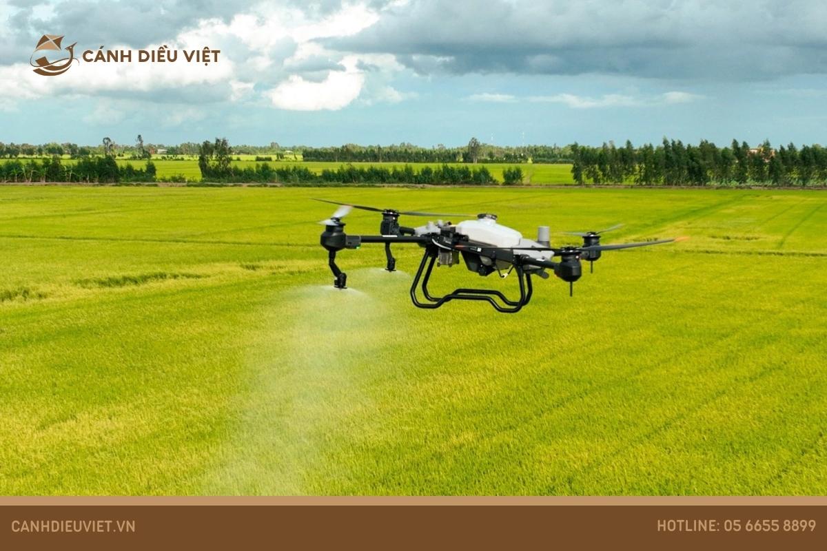 Giải pháp gieo sạ lúa, phòng trừ sâu bệnh cho lúa VD20